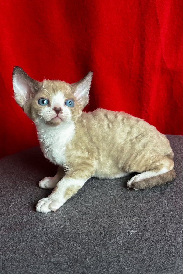 Mokko | Devon Rex Kitten