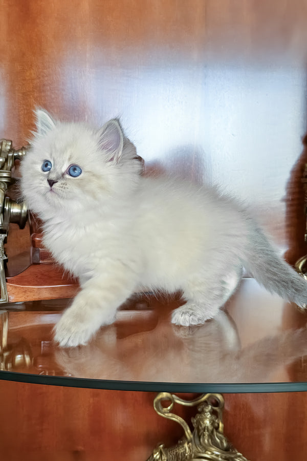 Moroz | Siberian Kitten