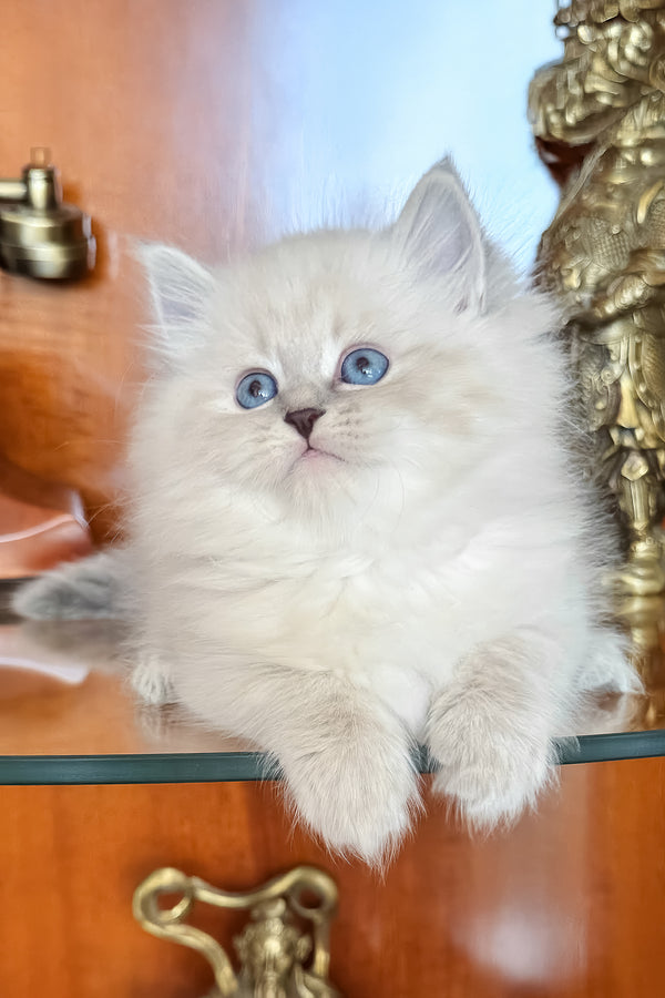 Moroz | Siberian Kitten