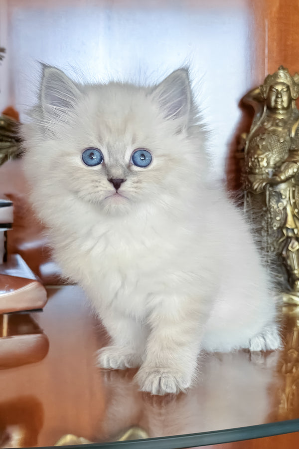 Moroz | Siberian Kitten