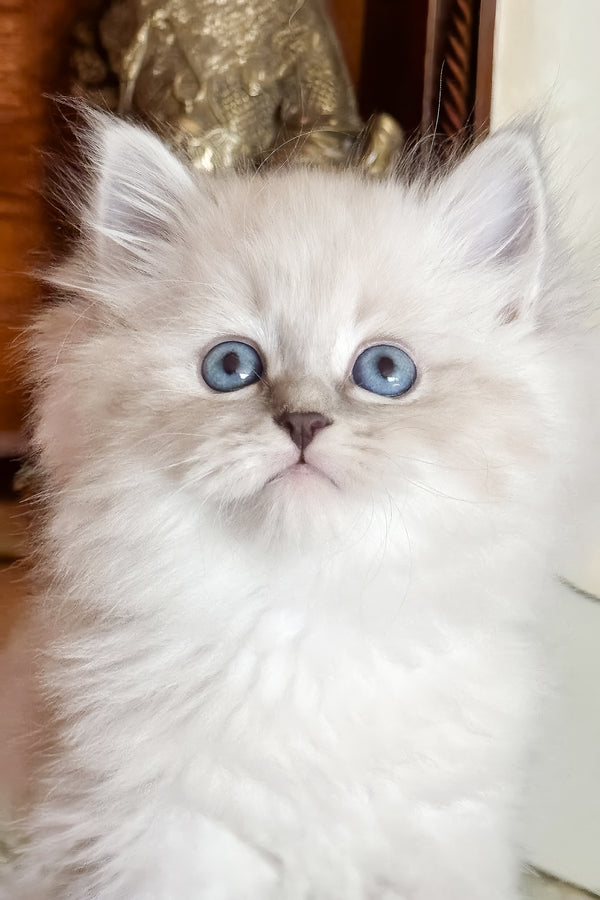 Moroz | Siberian Kitten