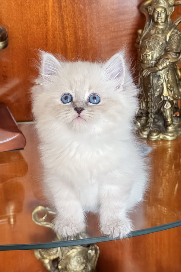 Moroz | Siberian Kitten