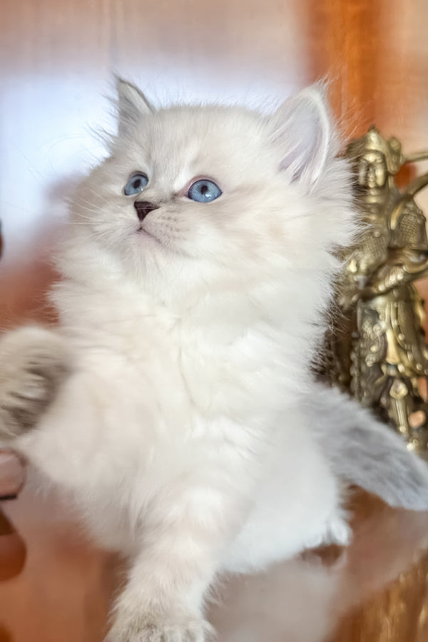 Moroz | Siberian Kitten