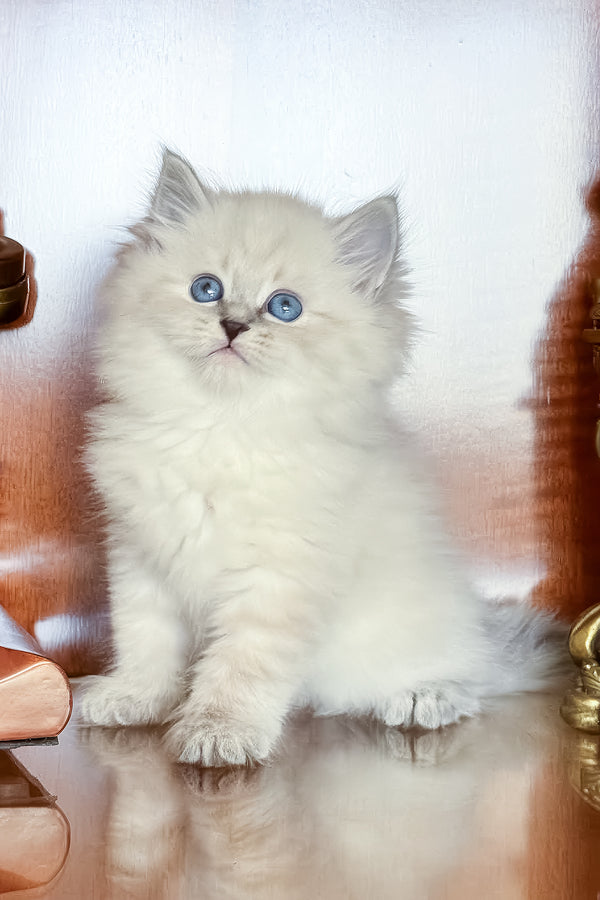 Moroz | Siberian Kitten