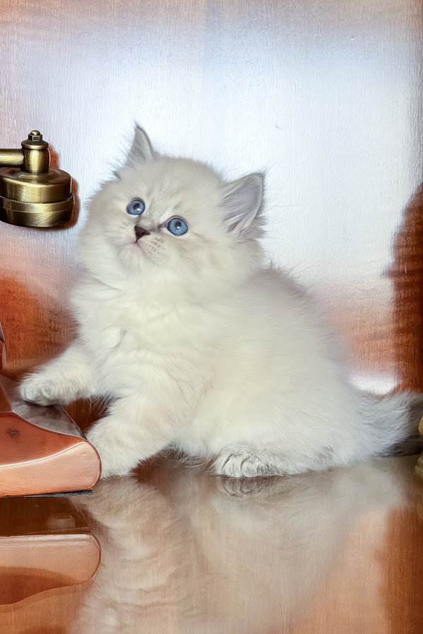 Moroz | Siberian Kitten