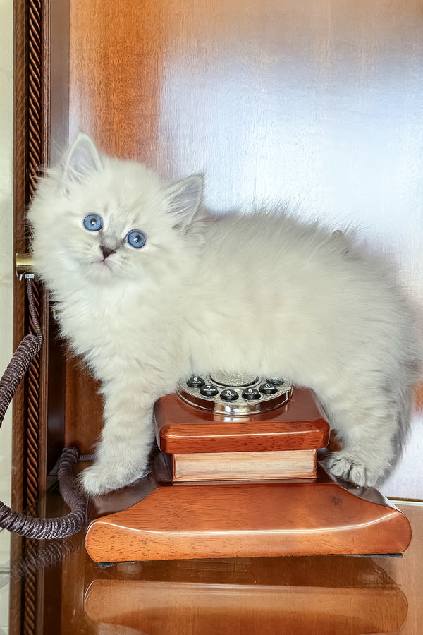 Moroz | Siberian Kitten