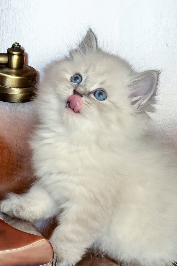 Moroz | Siberian Kitten