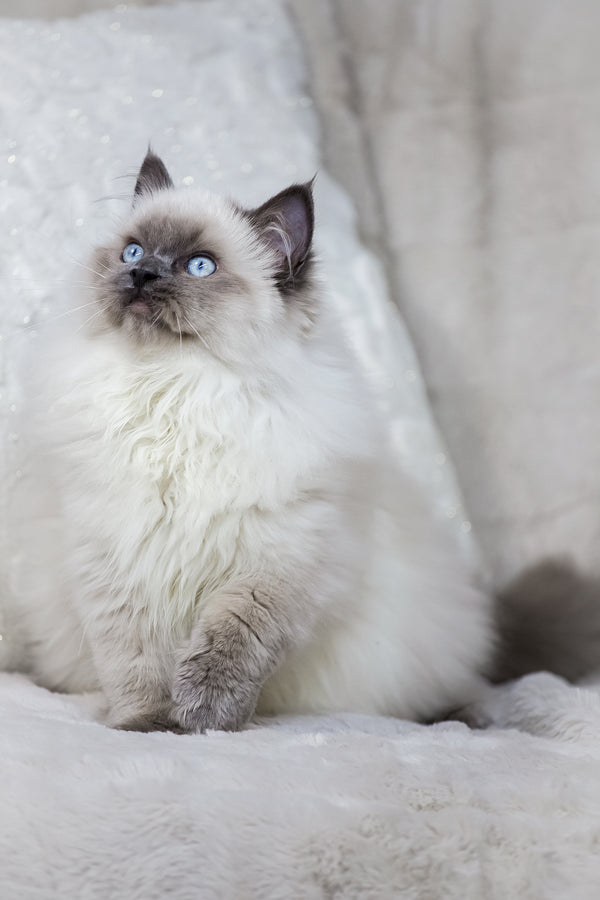 Muffin | Ragdoll Kitten