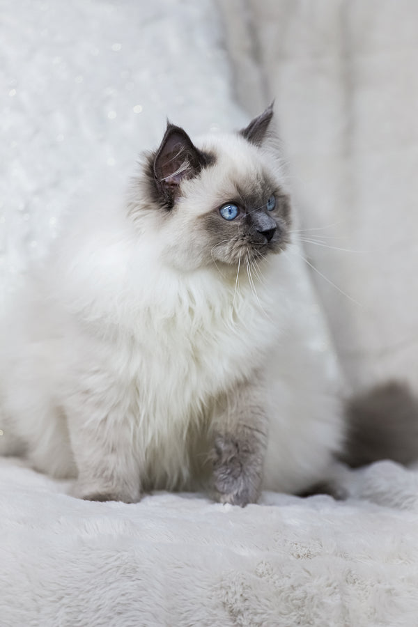 Muffin | Ragdoll Kitten