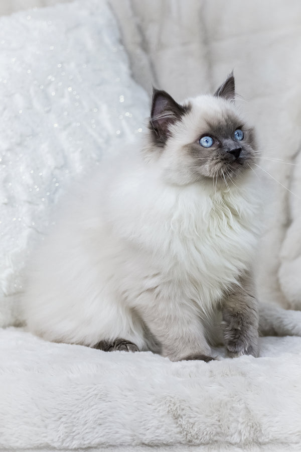 Muffin | Ragdoll Kitten
