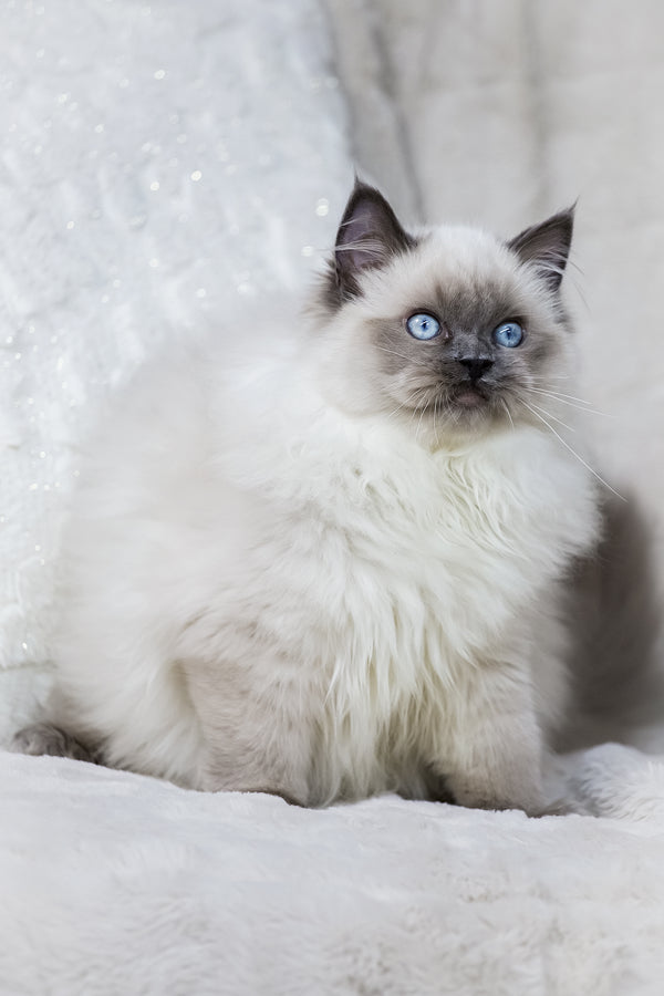 Muffin | Ragdoll Kitten