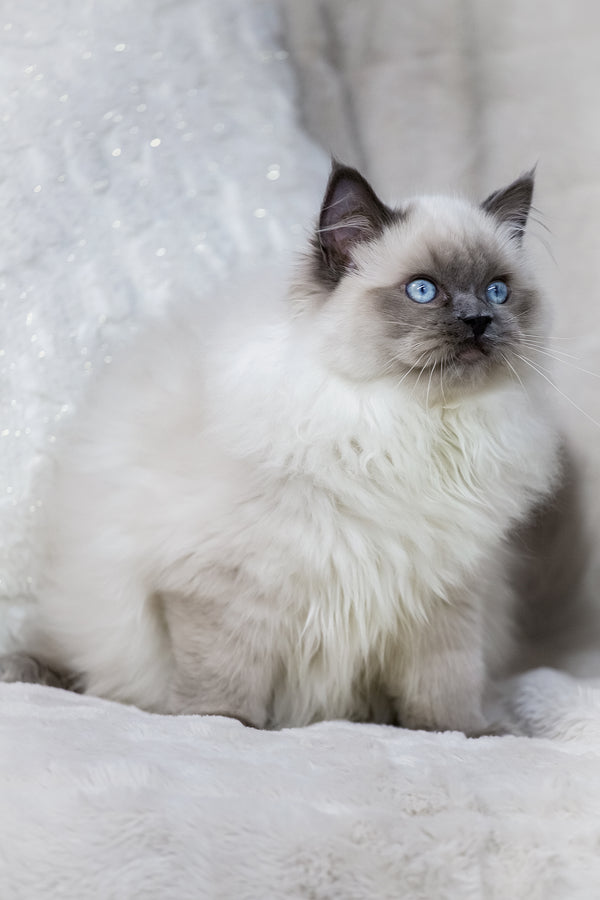 Muffin | Ragdoll Kitten
