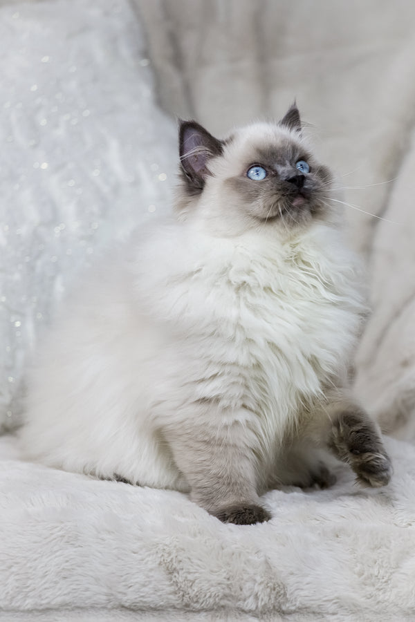 Muffin | Ragdoll Kitten