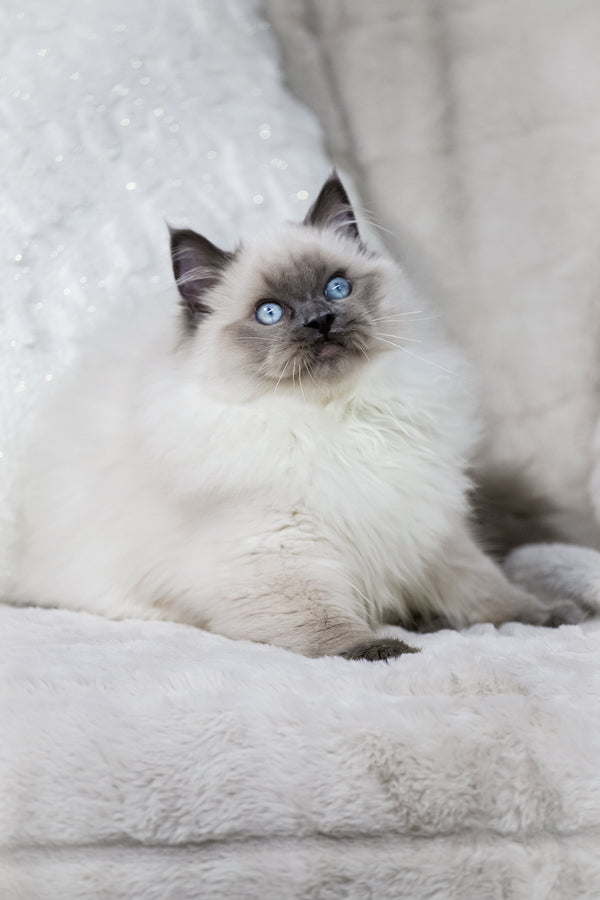 Muffin | Ragdoll Kitten