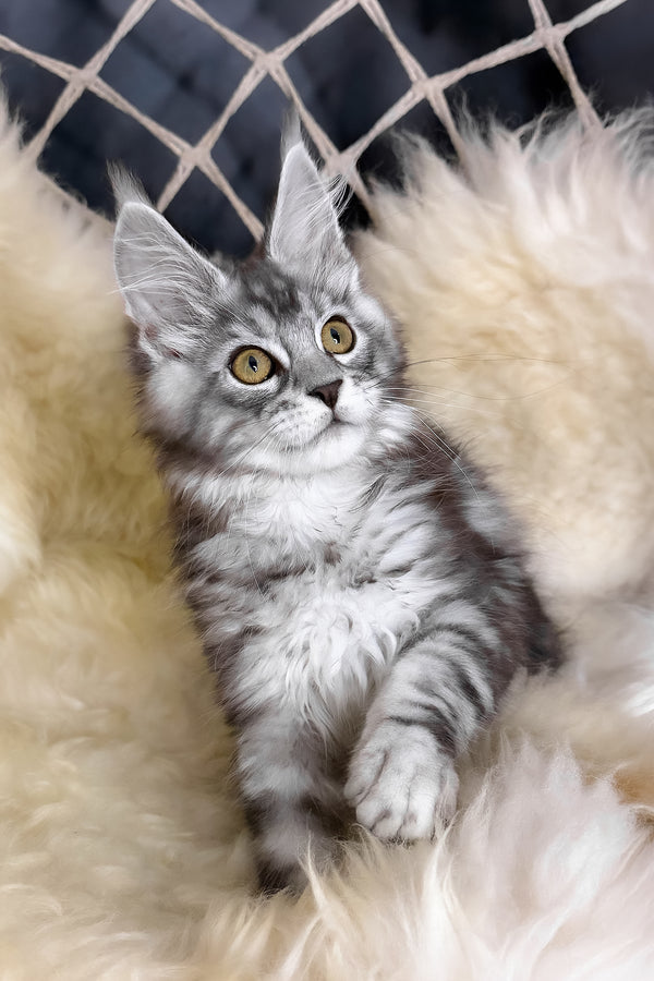 Muscat | Maine Coon Kitten
