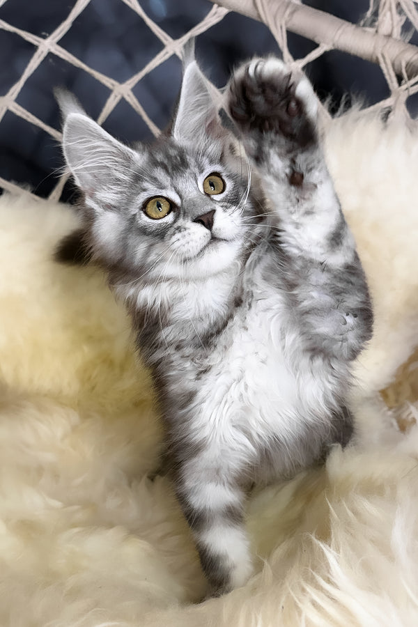Muscat | Maine Coon Kitten