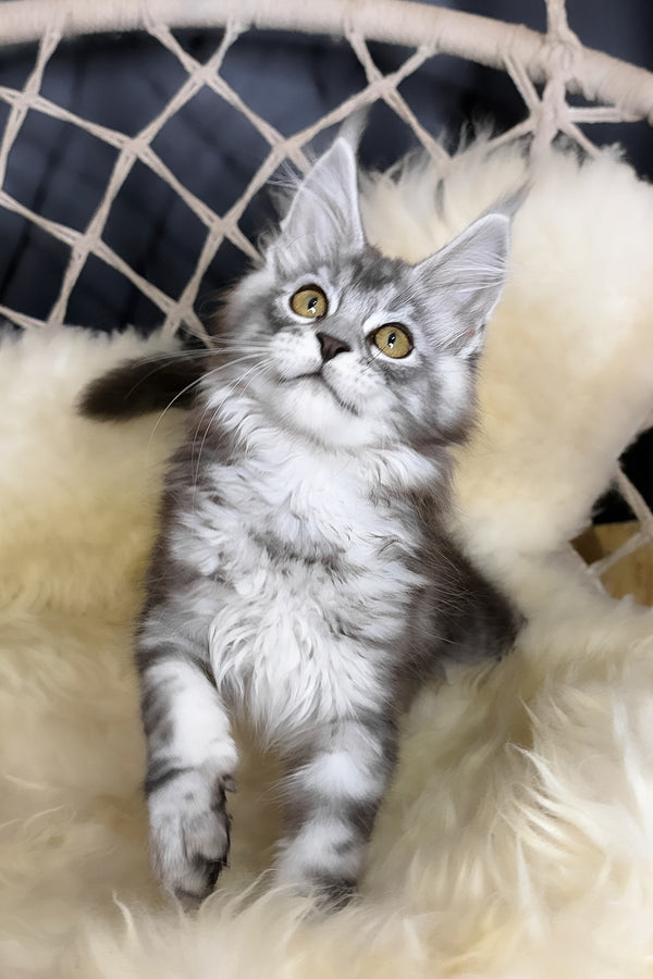 Muscat | Maine Coon Kitten