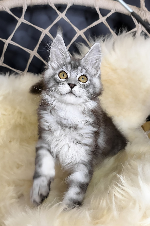 Muscat | Maine Coon Kitten