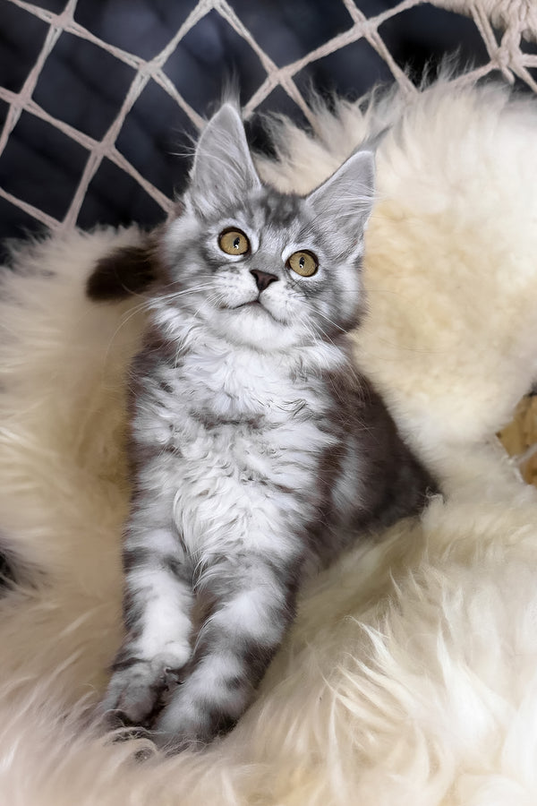 Muscat | Maine Coon Kitten