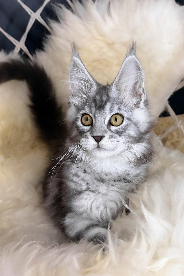 Muscat | Maine Coon Kitten