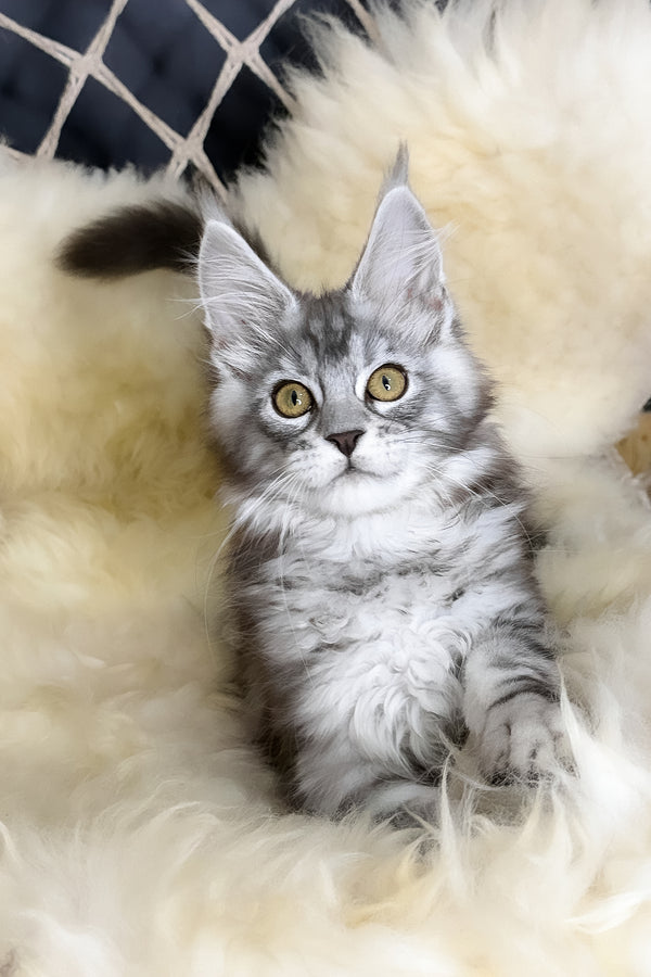 Muscat | Maine Coon Kitten
