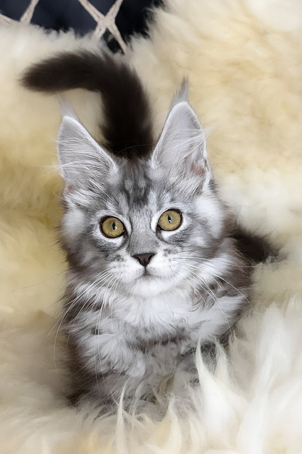 Muscat | Maine Coon Kitten