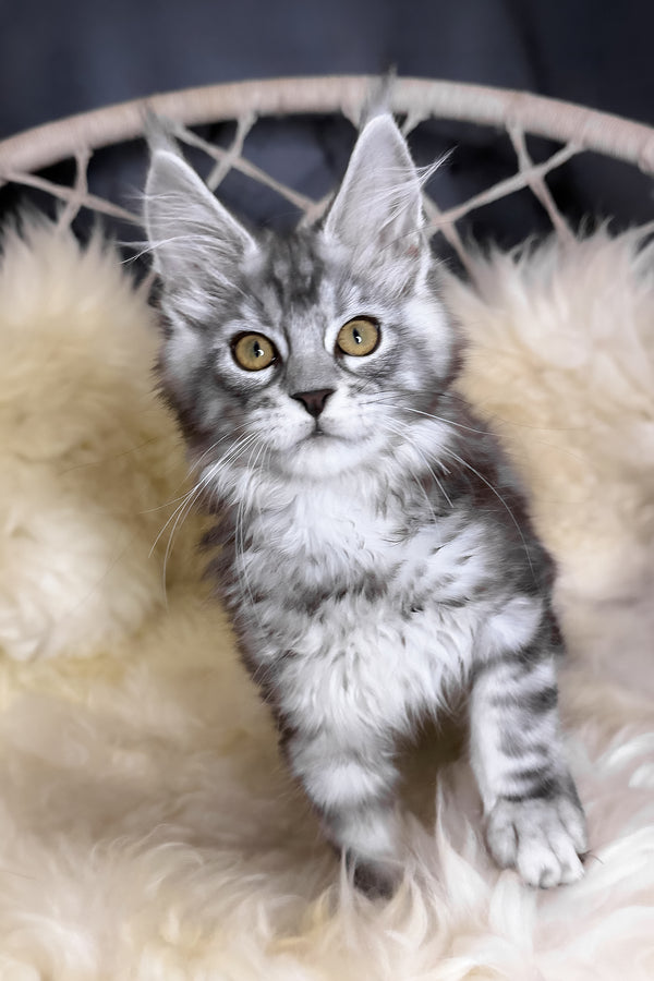 Muscat | Maine Coon Kitten