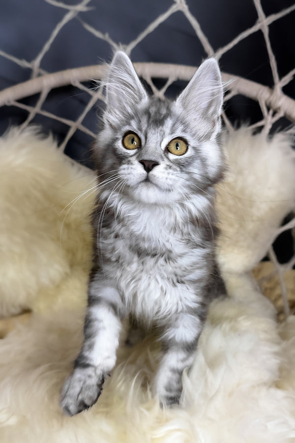 Muscat | Maine Coon Kitten
