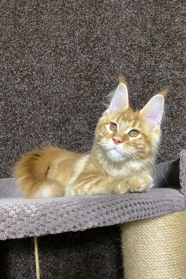 Nicole | Maine Coon Kitten