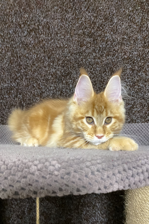 Nicole | Maine Coon Kitten