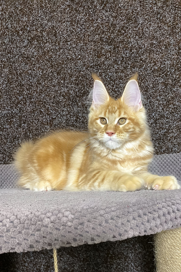 Nicole | Maine Coon Kitten