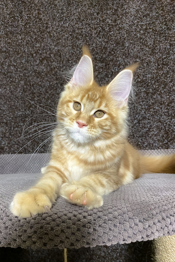 Nicole | Maine Coon Kitten