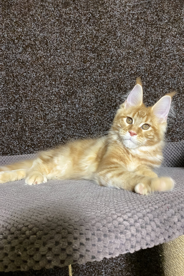 Nicole | Maine Coon Kitten