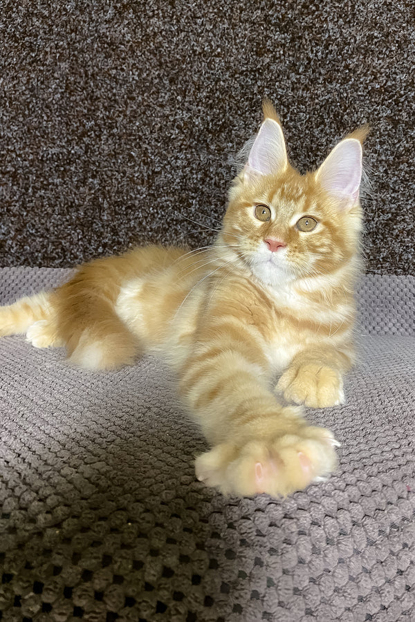 Nicole | Maine Coon Kitten