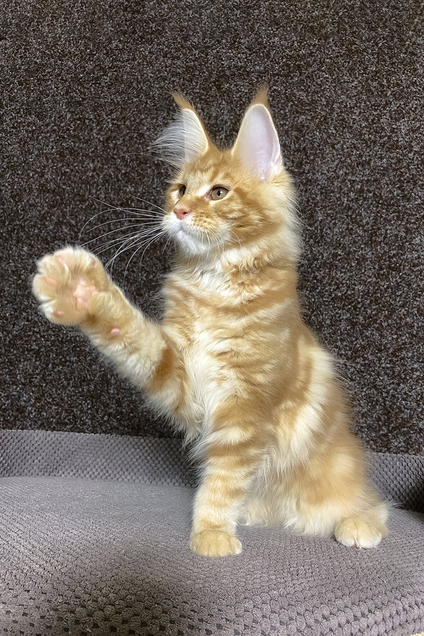 Nicole | Maine Coon Kitten