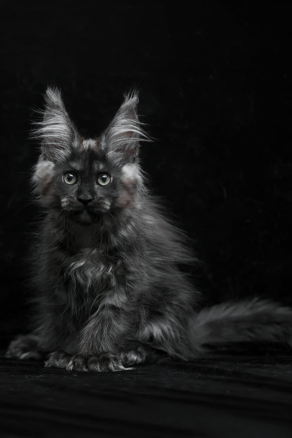 Natasha | Polydactyl Maine Coon Kitten