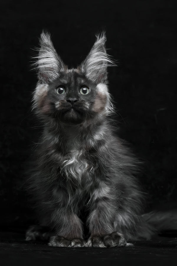 Natasha | Polydactyl Maine Coon Kitten