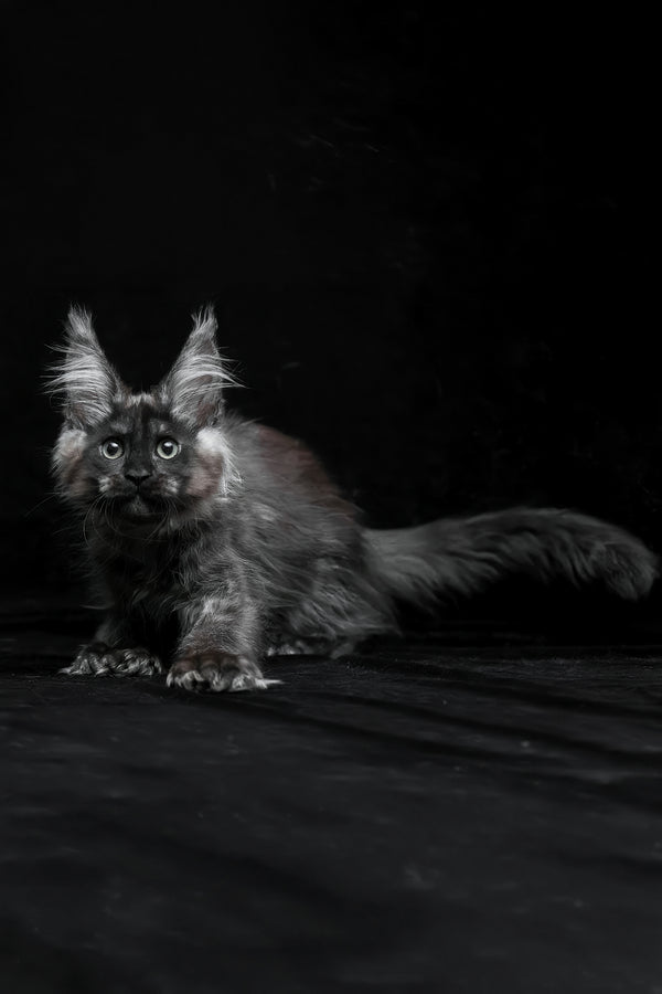 Natasha | Polydactyl Maine Coon Kitten