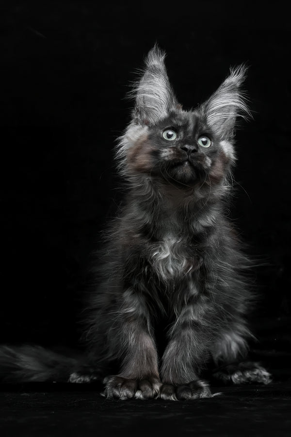 Natasha | Polydactyl Maine Coon Kitten