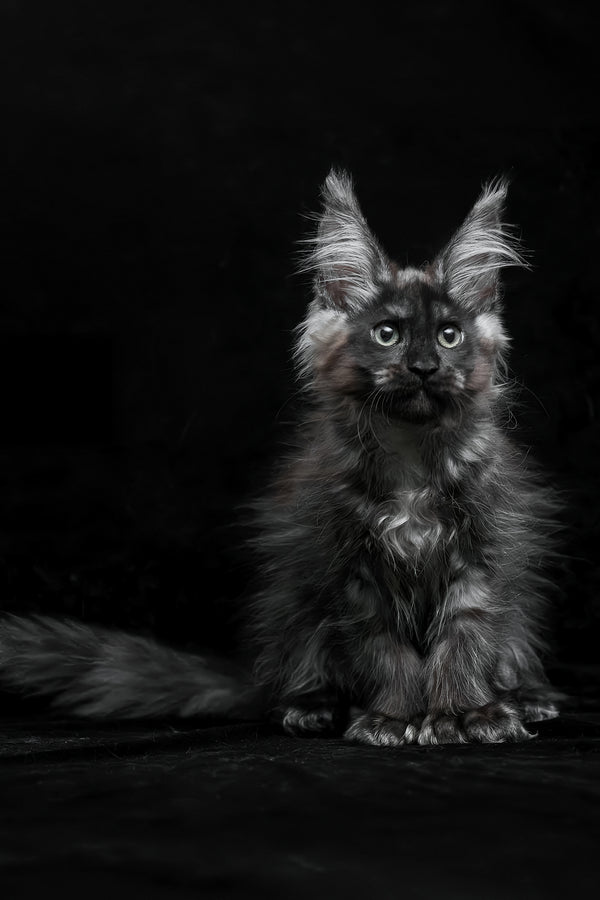 Natasha | Polydactyl Maine Coon Kitten