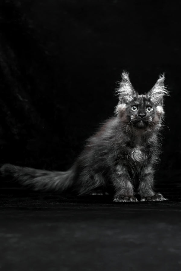 Natasha | Polydactyl Maine Coon Kitten