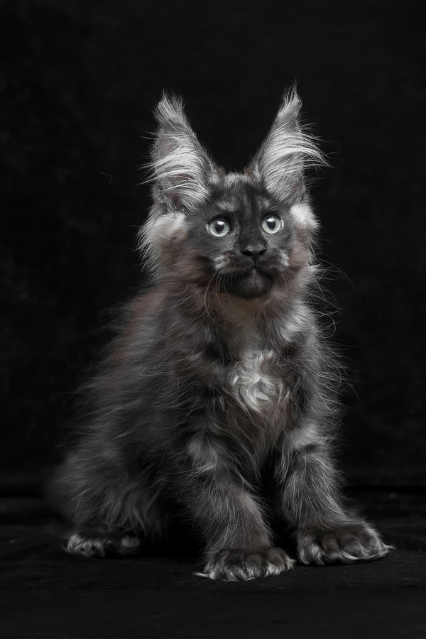 Natasha | Polydactyl Maine Coon Kitten