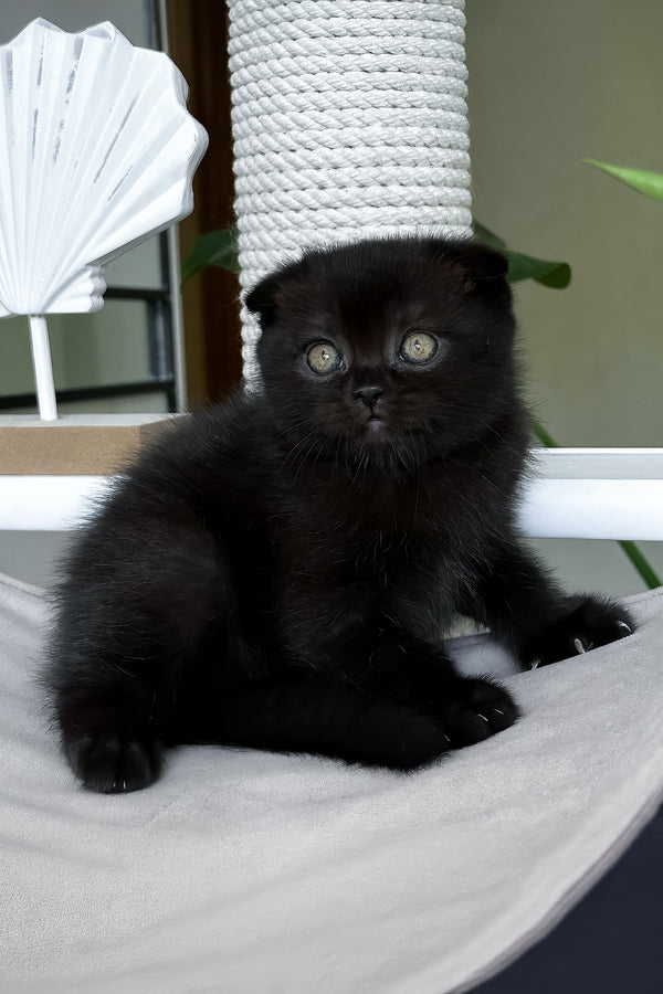 Nana | Scottish Fold Kitten