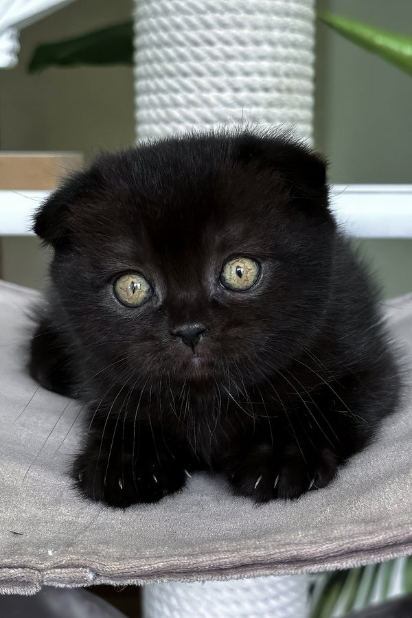 Nana | Scottish Fold Kitten