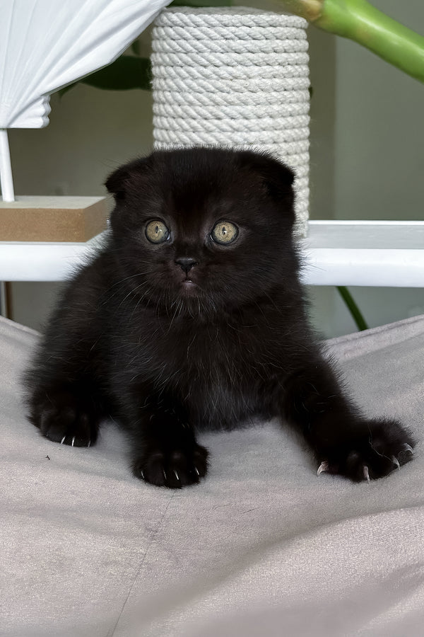 Nana | Scottish Fold Kitten