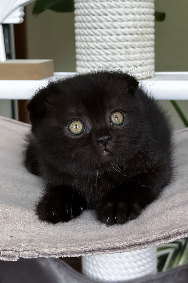 Nana | Scottish Fold Kitten
