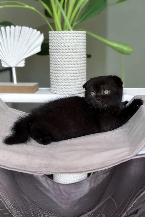 Nana | Scottish Fold Kitten