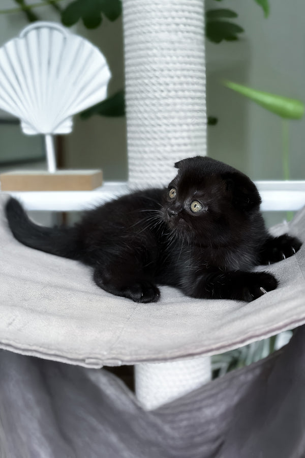 Nana | Scottish Fold Kitten