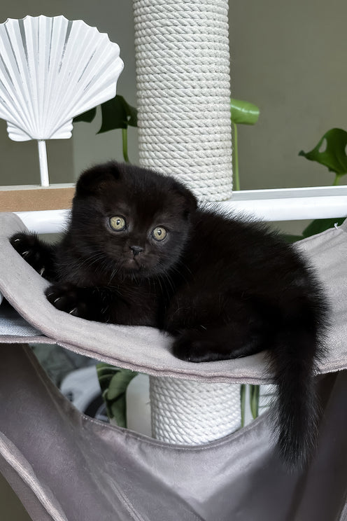Nana | Scottish Fold Kitten