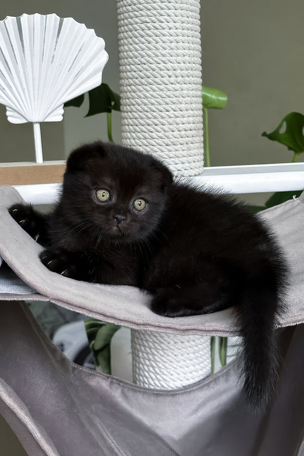 Nana | Scottish Fold Kitten